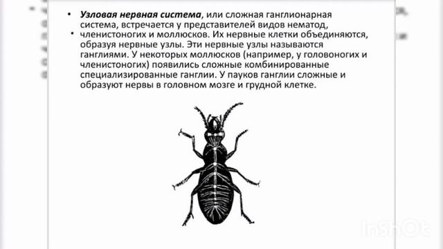 Биология. 7 класс. Сравнение типов нервной системы: диффузная, лестничная, узловая, трубчатая.