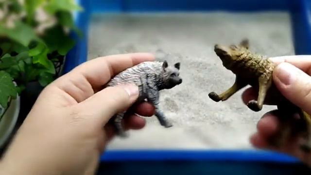 Гиена и волк: распаковка фигурок Collecta для песочной терапии.
