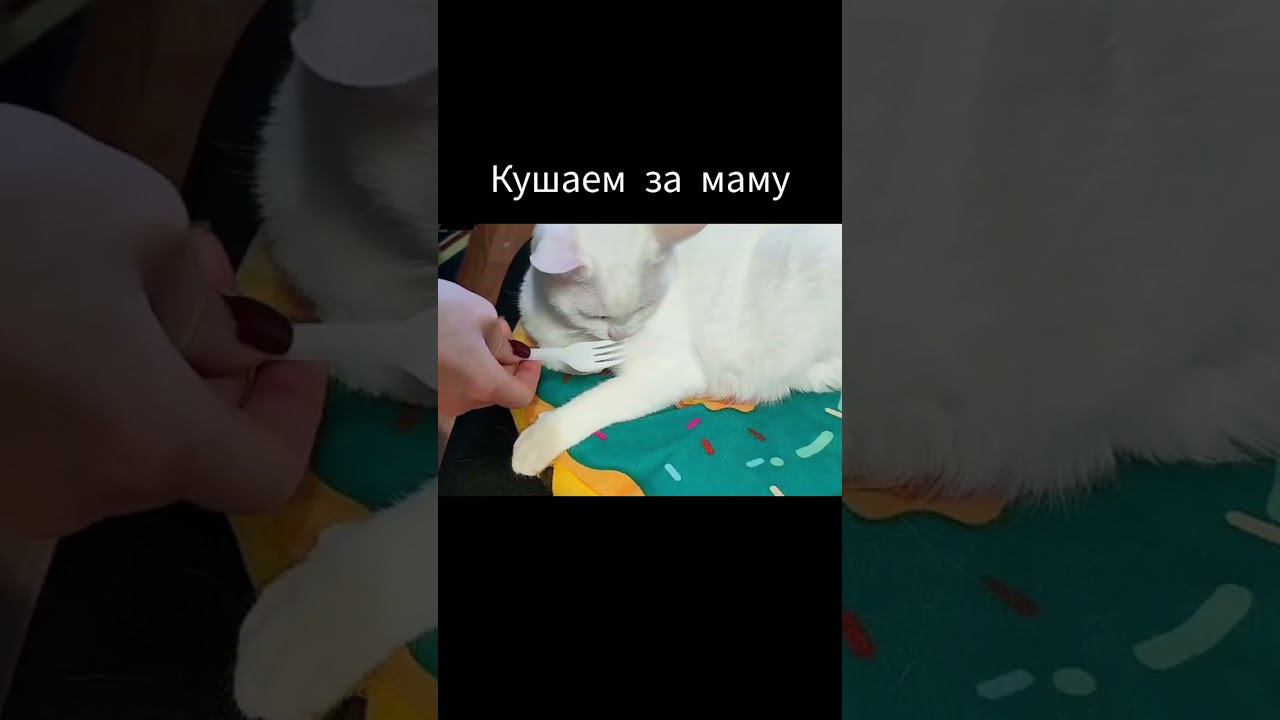 #юмор #кошка #cat #питомец #счастье_на_двоих #reels #смех #прикол #смешные_кошки #блогеры #смешные