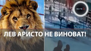Лев Аристо напал на пьяную женщину в зоопарке Уссурийска | В Госдуме запретили усыплять животное