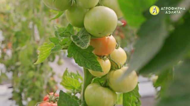 Кистевой гибрид томата ТАМБОВСКИЙ ВОЛК F1. Урожайность до 20 кг с 1 кв.м теплице! смотреть онлайн