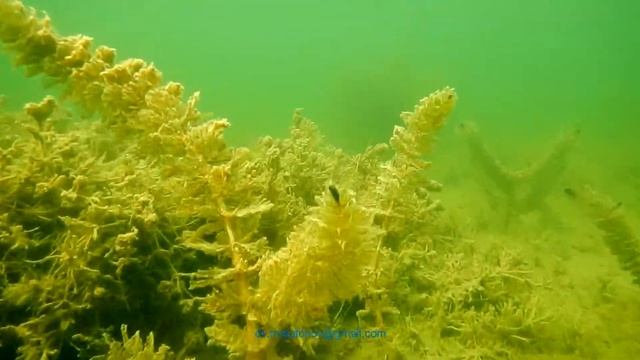 Гидробиология Забайкалья. Водные растения озера Карасиноe (2), Бурятия, октябрь 2014 года смотреть онлайн