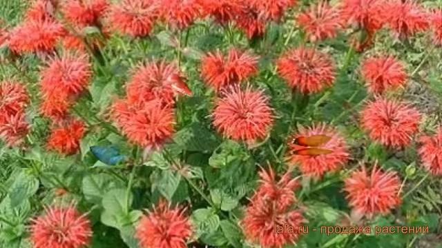 Монарда гибридная Кардинал (monarda x hybrida) ? обзор: как сажать, саженцы монарды Кардинал смотреть онлайн