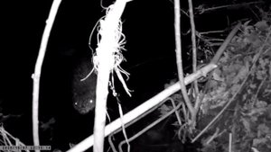 приманка Trap и кп 250 на бобра