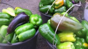 Первый массовый сбор урожая домашних перцев 2016 года.