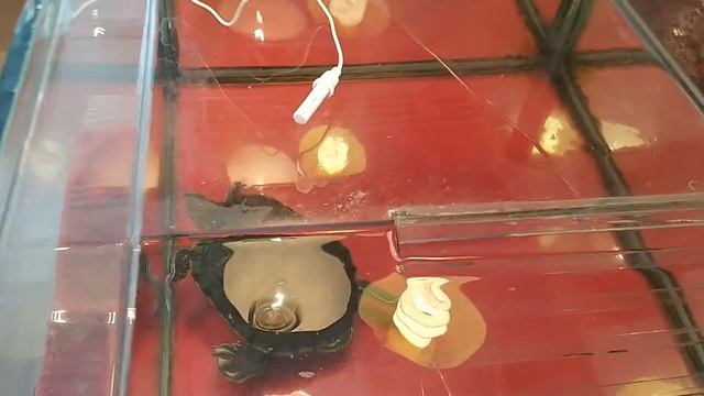 Сколько градусов должно быть в аквариуме и на суше у черепахи?Водная черепаха.