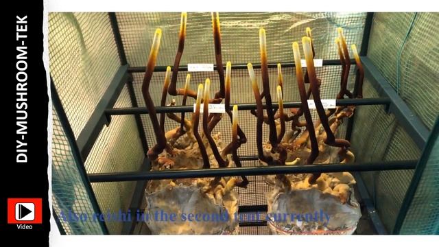 1. DIY-Mushroom-TEK Project Introduction