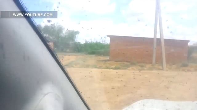 Укусы мошки - это опасно смотреть онлайн