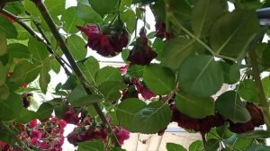 МИЛЛИОНЫ ЛЕПЕСТКОВ. Обрезка плетистых роз на арке.