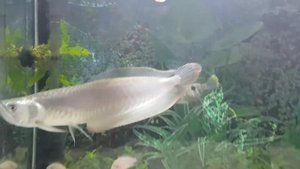 Кормление Арованы .