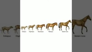 Основные положения учения Дарвина. Значение дарвинизма.