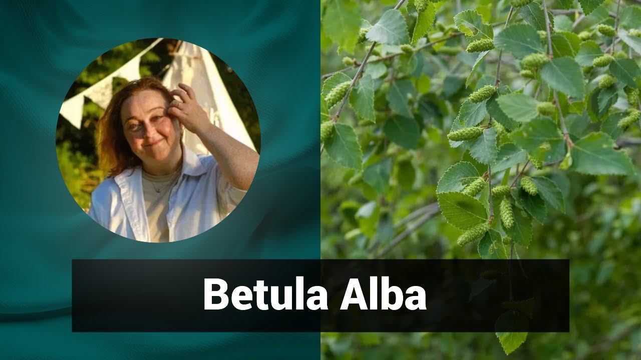 Разбор препарата БЕТУЛА АЛЬБА BETULA ALBA |  Гомеопатия и Здоровье