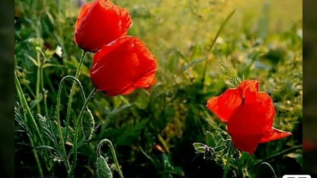 Стихотворение ОТВЕТ МОЕЙ СЕСТРЕНКЕ. смотреть онлайн