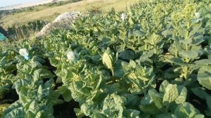 Признаки созревания махорки.