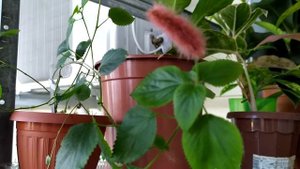 Аккалифа/Лисий хвост из моей коллекции растений. Первое цветение