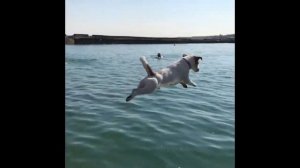 Джек рассел прыгает с пирса