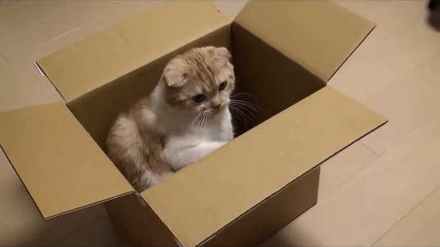 Барбузяка, котик в коробке смотреть онлайн