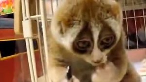 домашний лемур