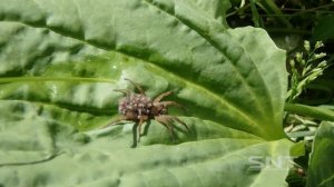 Паучиха переносит на себе детёнышей