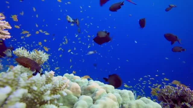 Аквариум с расслабляющей музыкой  Избавьтесь от стресса с рифовым аквариумом с тропическими рыбками смотреть онлайн