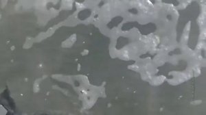 ЖИВОДЕРЫ: Забили тюленя ради фото