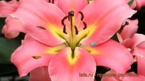 Лилия от-гибрид Авентино ? от-гибрид лилия Авентино обзор: как сажать, луковицы лилии Авентино