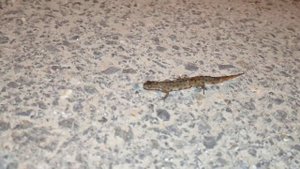 Тритон Потеряшка Обыкновенный