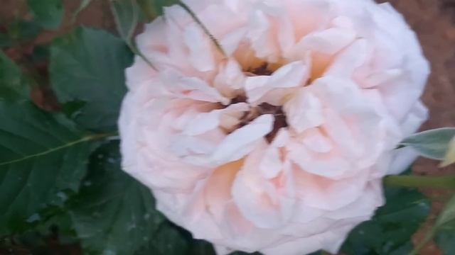 Vlog-165 Обработка от трипсов. Конская подстилка спасает. смотреть онлайн