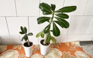 У адениумов проблемки. У одного гнилые корни, у другого нематода. Что делать? 10 сентября 2023 г.