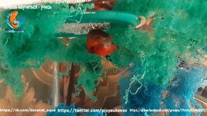 Медово-красный гурами, Gourami-Honey Red, Gourami miel-rouge, аквариумистика для всех