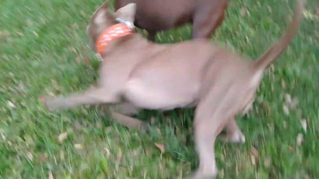 Выдержка Питбулей. Карусель от Анхель! Иллария хулиганит, срывает ветки! смотреть онлайн