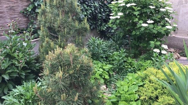 Мои альпийские горки возле дома. Сад для ленивых своими руками. Весенние цветы