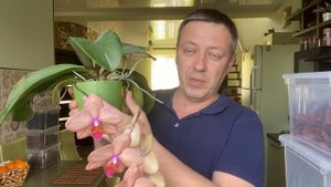 ОРХИДЕЯ фаленопсис КАЛЕЙДОСКОП Phalaenopsis Baldan's Kaleidoscope Golden Treasur