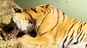 Тигрица родила бездыханного тигрёнка, а затем произошло что то шокирующее!