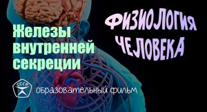 Железы внутренней секреции.avi