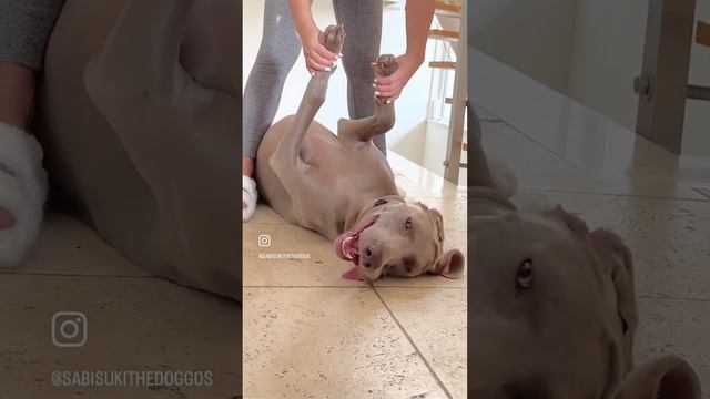 A tired dog is a good dog ☺️ #dog #doglover #adorabledog #weimaraner #foryou #funnydogs #shortvideo