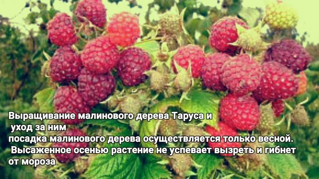 Малиновое дерево Таруса