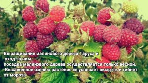 Малиновое дерево Таруса