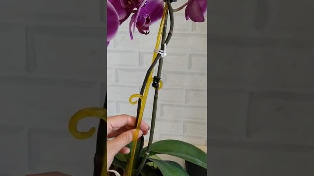 орхидея Жемчужина императора