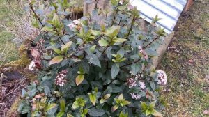 Viburnum Tinus blooming fall through spring