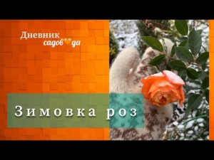 Как чувствуют себя розы зимой? Укрытие роз. Архив 2021. Дневник садовода