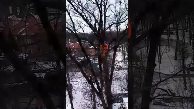 Обрезка дуба. 2. смотреть онлайн