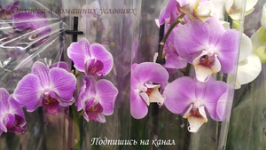 Обзор орхидей в Леруа Мерлен (МСК) остатки после 8 марта