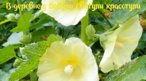 Мальва.Неприхотливые цветы.Легенда о мальве.