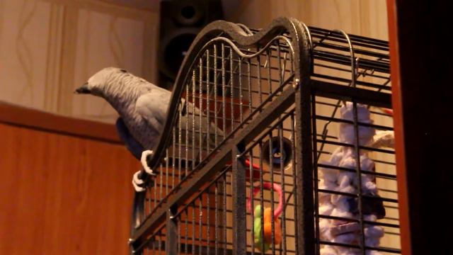 Попугай Жако Мартин танцует смотреть онлайн