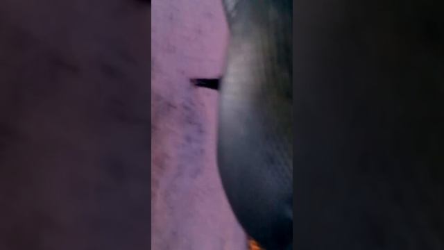 Покатушки на снегокатах