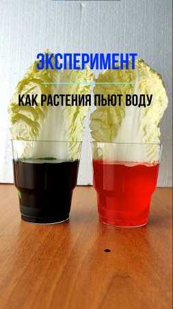 Эксперимент КАК РАСТЕНИЯ ПЬЮТ ВОДУ #эксперимент #наука #растения