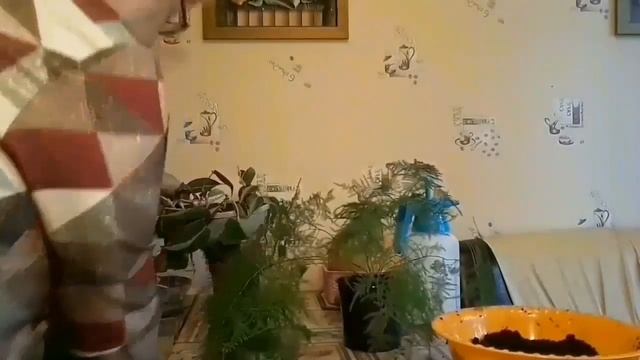 Деление аспарагусов. смотреть онлайн