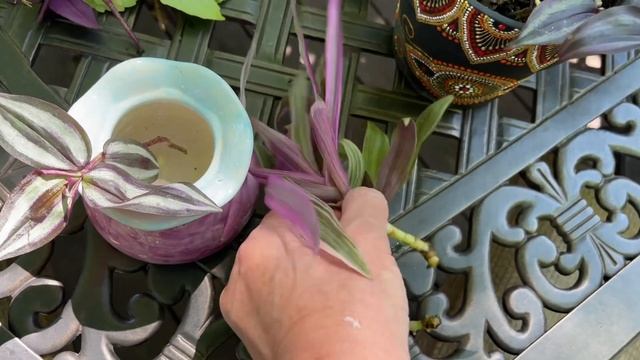 У нас новинки цветов - Стахис (бараньи ушки или бараний язык), традесканция Pallida. смотреть онлайн