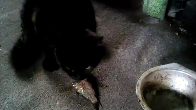 Что делать с мелкими рыбками после рыбалки смотреть онлайн